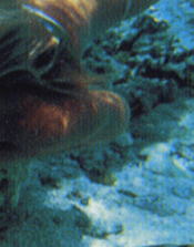 Huffman Island^nt}