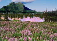 湖の周りに広がる花畑