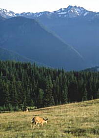 RxiMountainj
